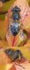 Eristalis similis